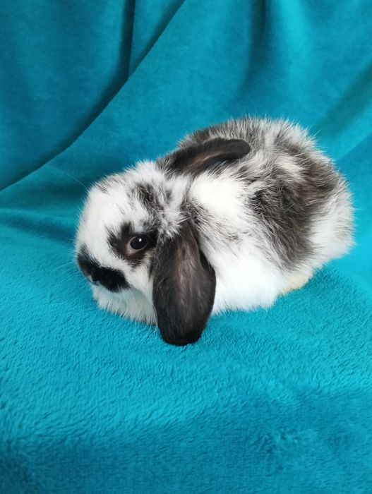 Króliki miniaturki Mini Lop