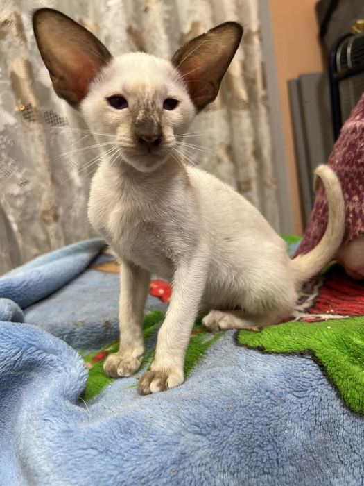 Орієнтальне кошеня. Кішка!