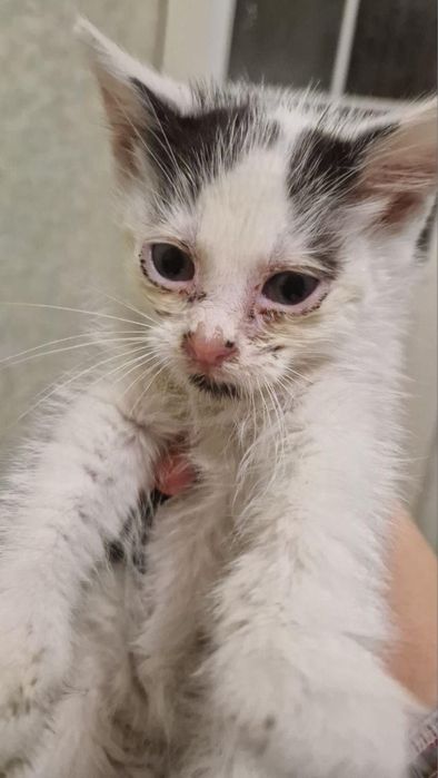 Кошенятка в добрі руки!