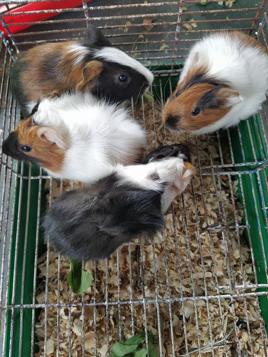 Морские свинки ангорские и розеточные