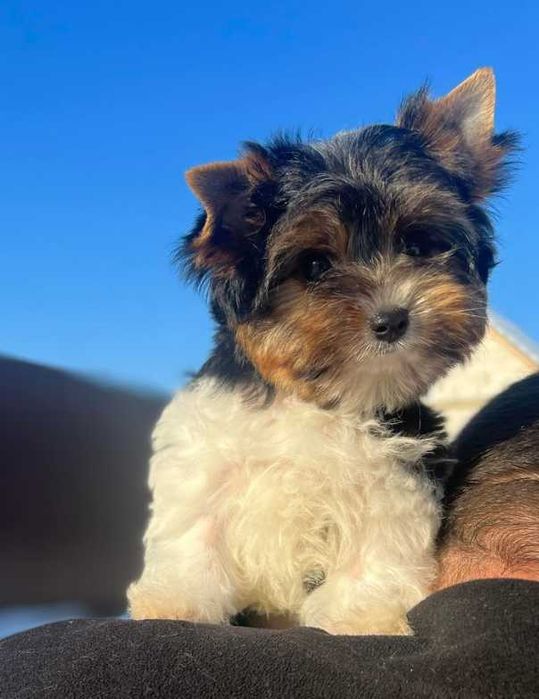 Чистокровный бивер-йоркширский терьер