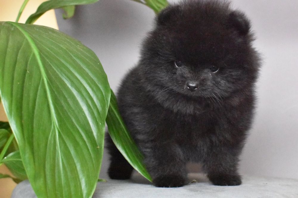 Мишка мишутка уголёк