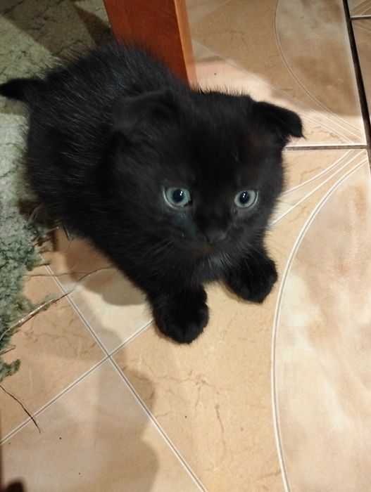 Котик восливухий