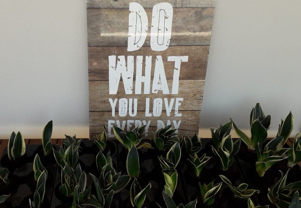 Espadas de São Jorge (mini)  (desumidificador natural)