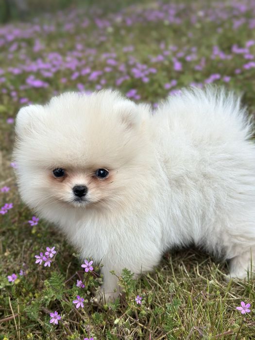 POMERANIAN dziewczynka MINI szpic miniaturowy :)