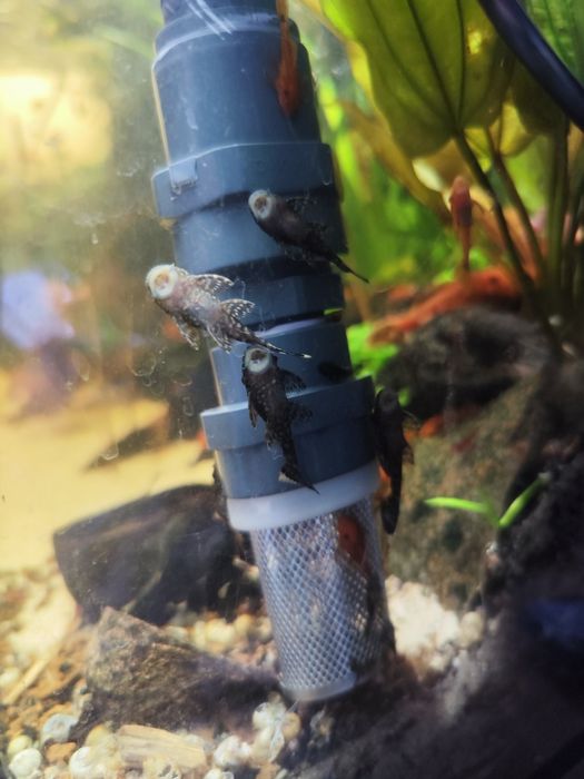 Ancistrus sp entre 3 e 5cm