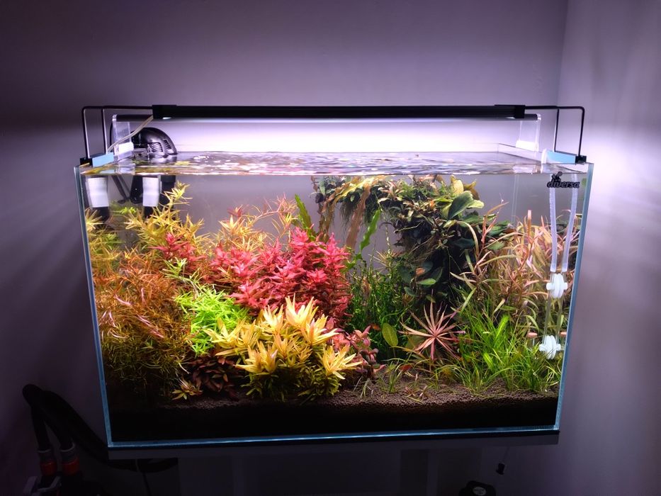 Rośliny akwariowe przycinka