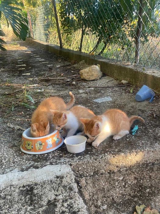 doacao de animais