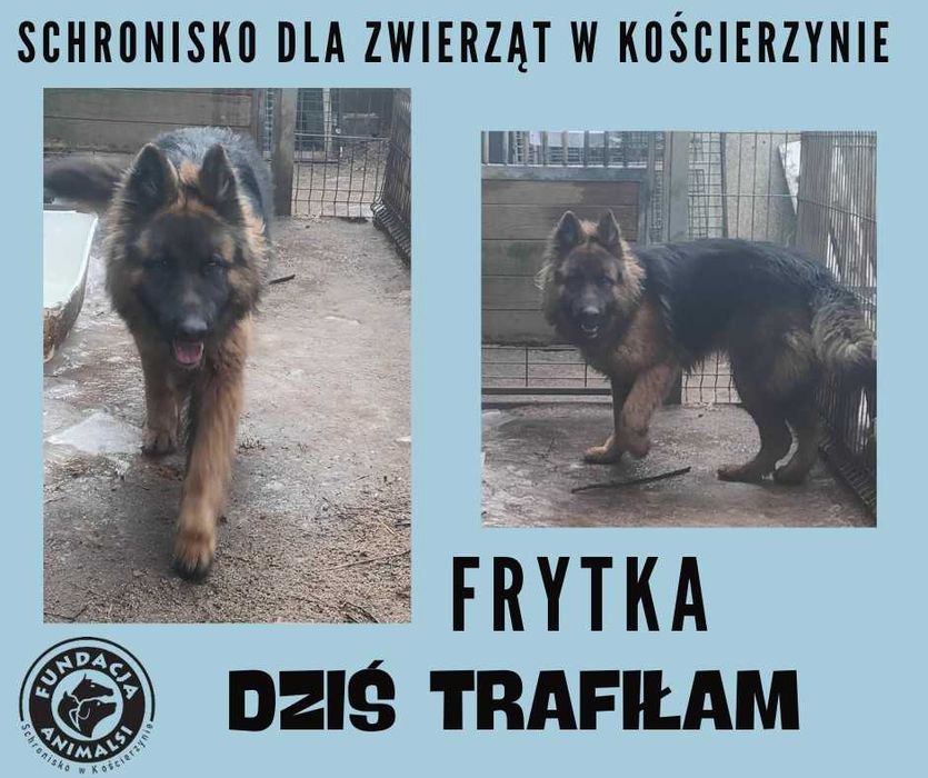 Znaleziono suczkę w typie owczarka