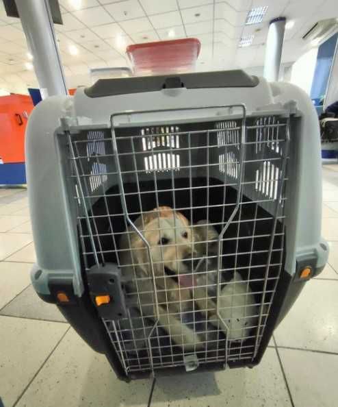 АВИа бокс iata переноска клетка для собак кошек от №1,2,3,4,5,6,7