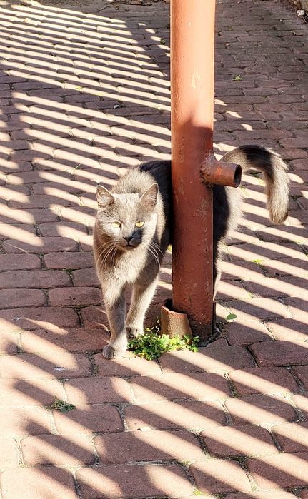 віддам кота в добрі руки
