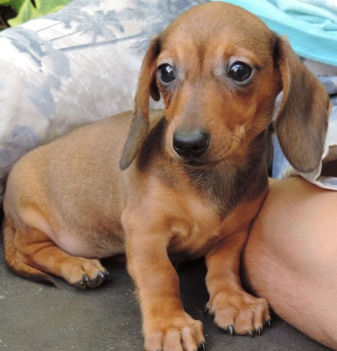 Руда мрія з оксамитовим носиком