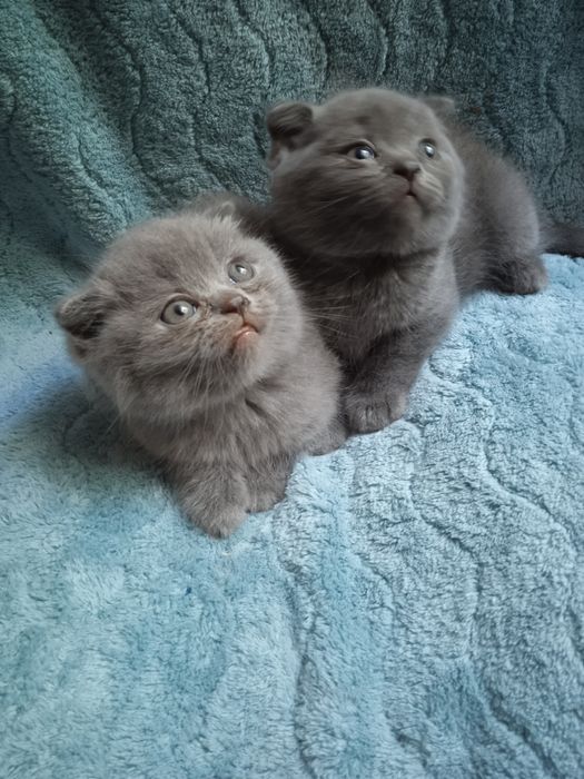Шотландські кошенята