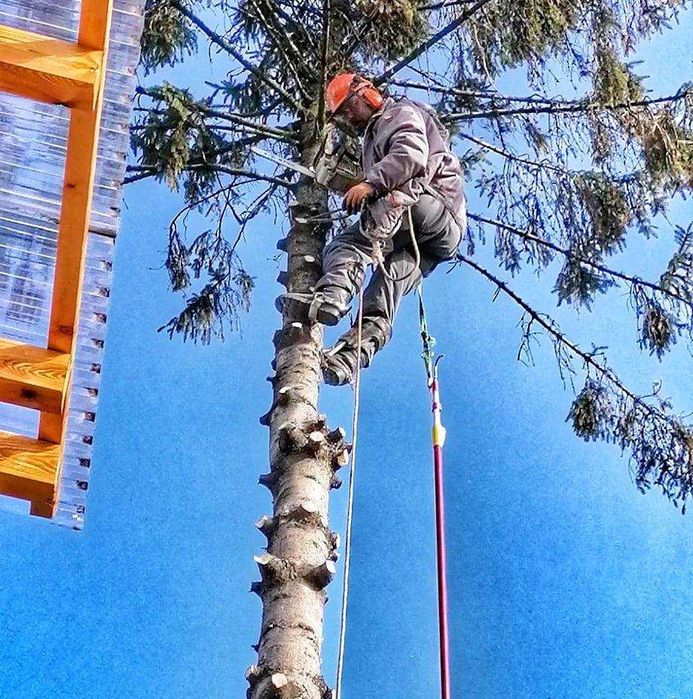 Wycinka, Ścinka, Ścinanie, Przycinanie, Obcinanie drzew apinistycznie
