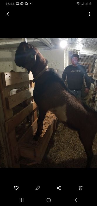 В'язка 100% Англо Нубійським козлом.