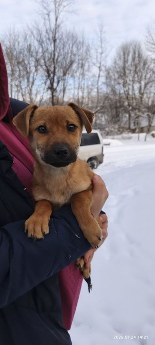 Маленький Блінчік шукає родину