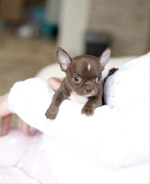 Chihuahua FCI chłopak