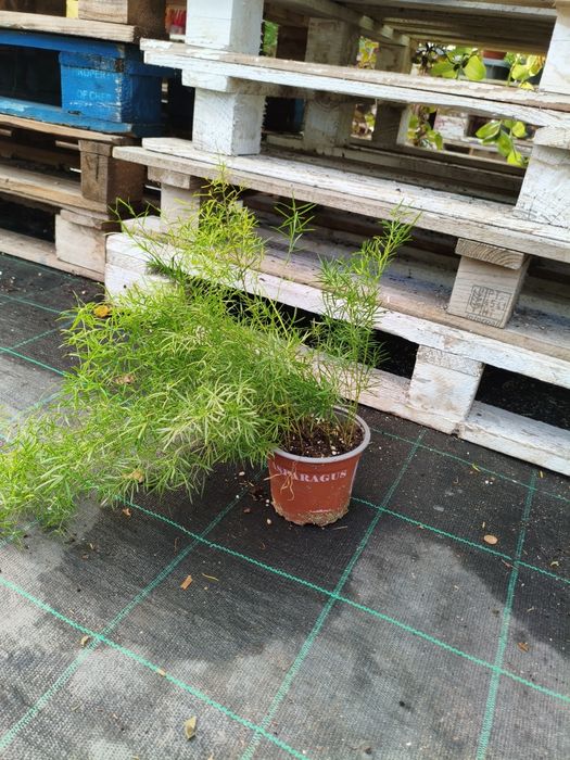 Aspargos Sprengeri - planta em vaso