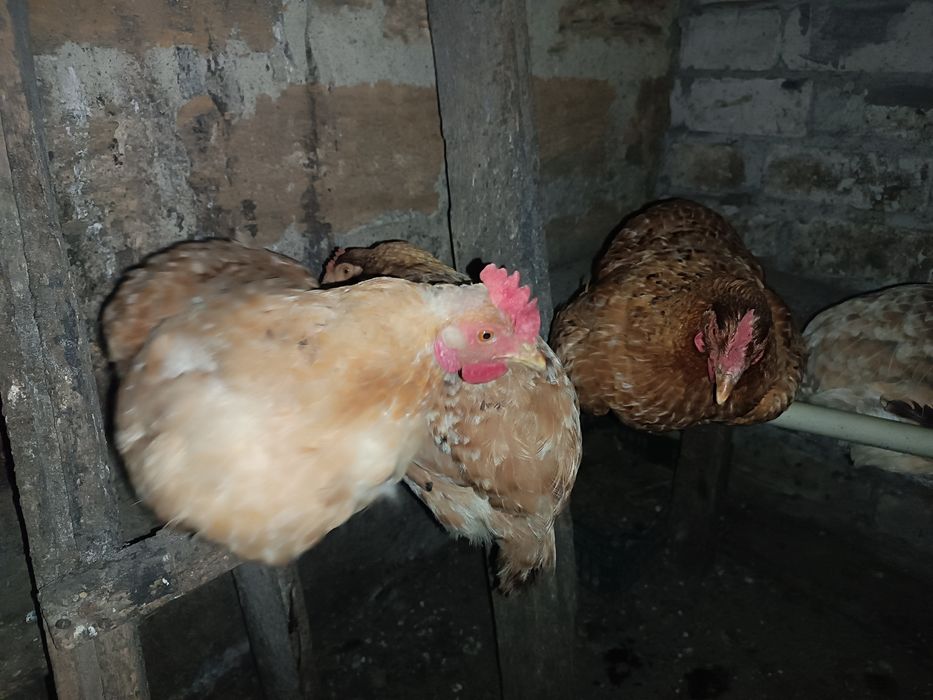 Продам курей кур