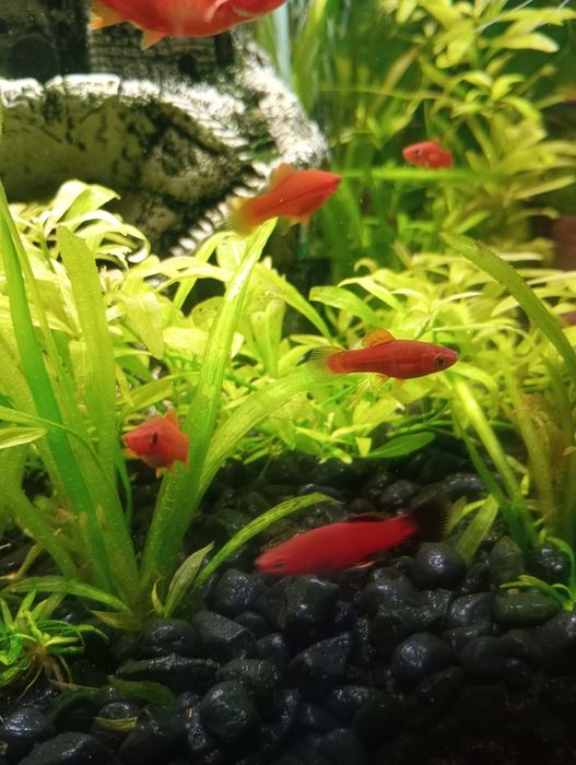 Sprzedam nadwyżkę młodych mieczyków