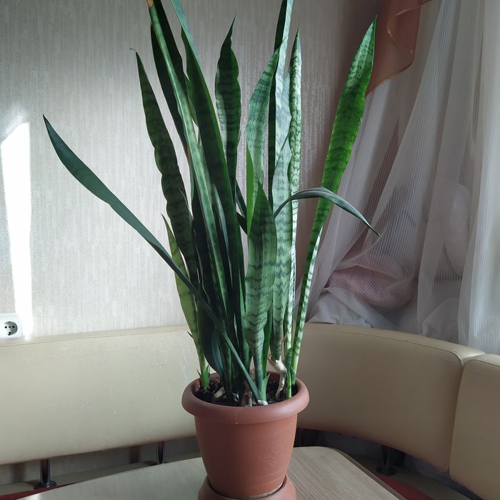 Домашние цветы .