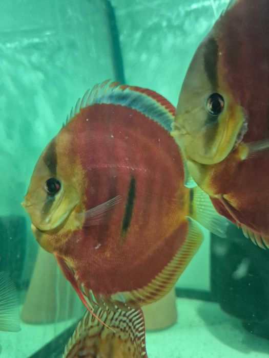 Paletki Weissfloga Piwowarskiego 7-13 cm