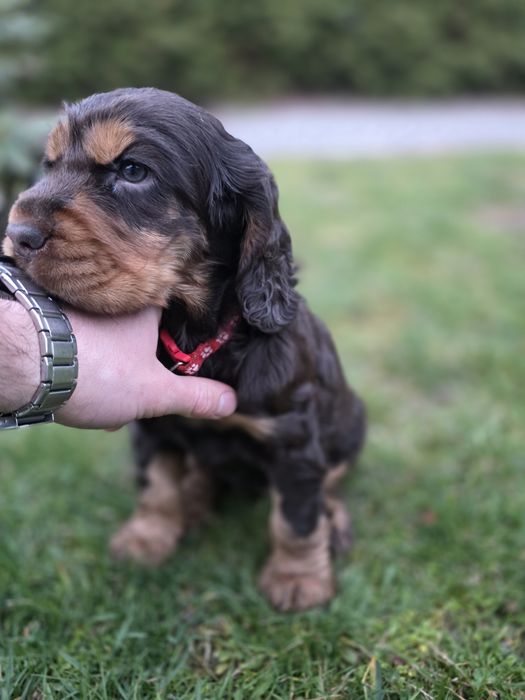 Cocker Spaniel Angielski