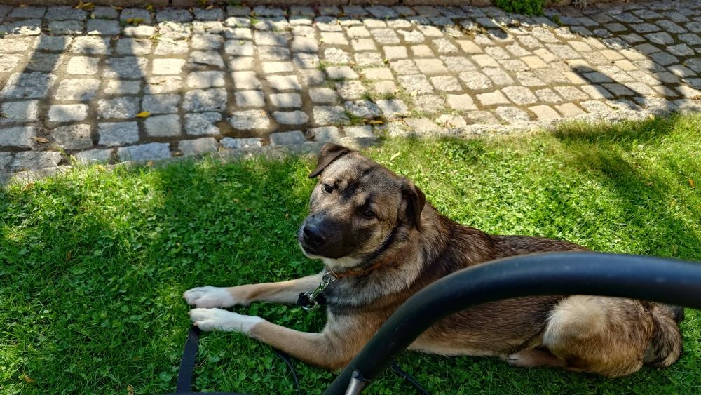 Nieufny szczeniak szuka domu