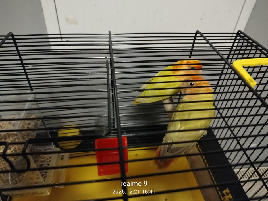 Młode nierozłączki