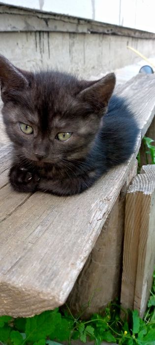 Віддамо гарних кошенят в хороші руки!