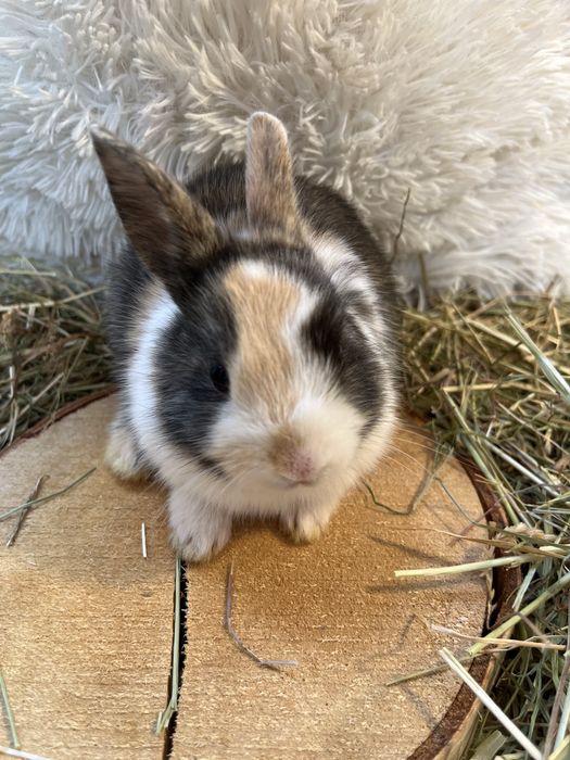 Miesięczne króliczki