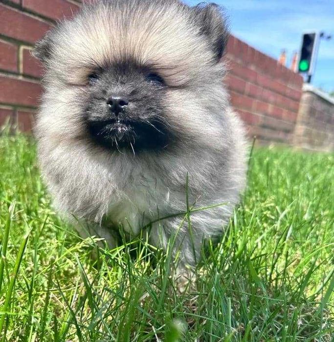 linda cria fêmea de Lulu da Pomerânia