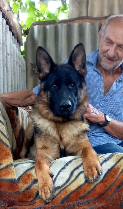 Питомник "The golden path to victoria"предлогает щенков