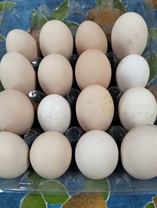 Ovos caseiros de galinhas do campo