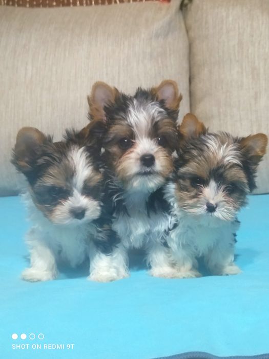 Мини малыши бивер Йорка.