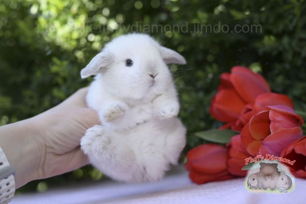 Дівчинка породи NHD. Висловухий кролик з розплідника.