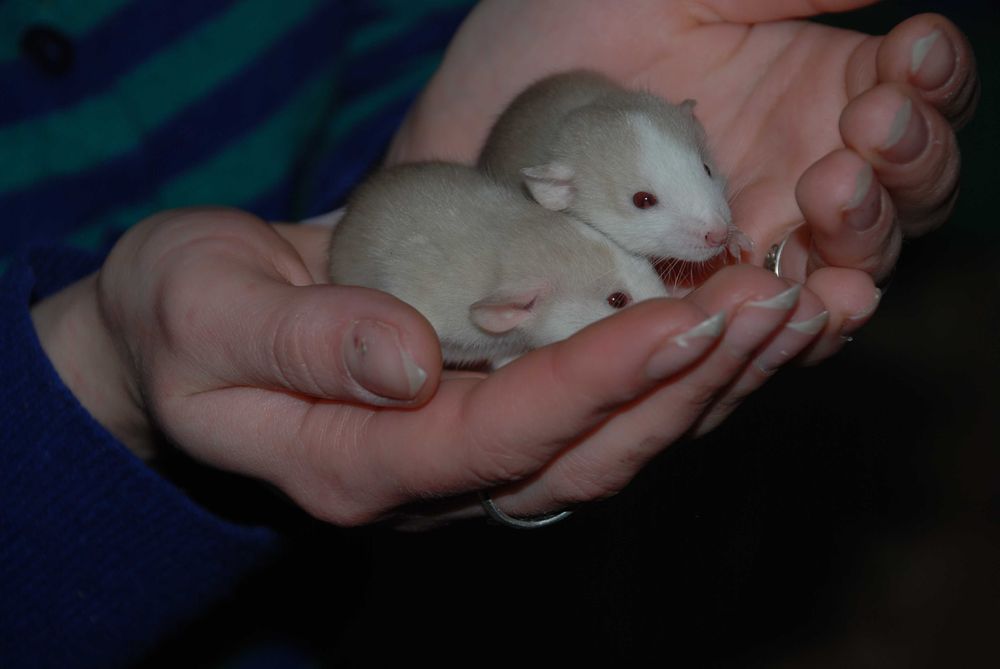 Щуренятка щурики, домашня декоративна криска дамбо та укомплект клітки