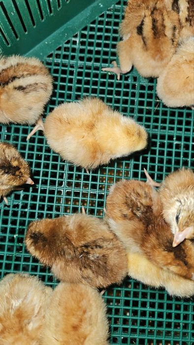 Яйце інкубаційне Веселка Райдуга Rainbow