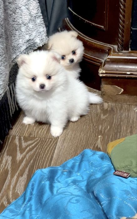 Померанськи цуценята