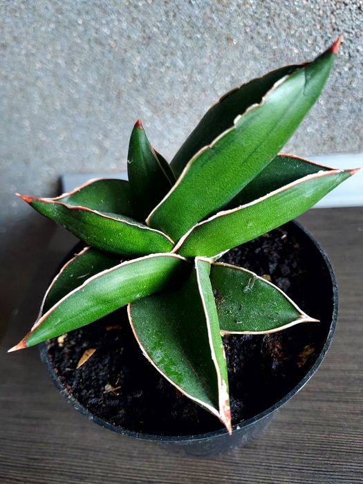 Sansevieria Samuraj