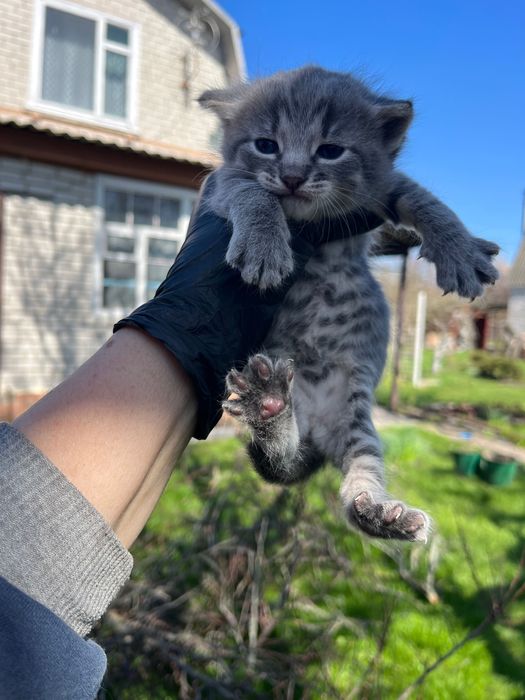 Кошенята віддам в добрі руки