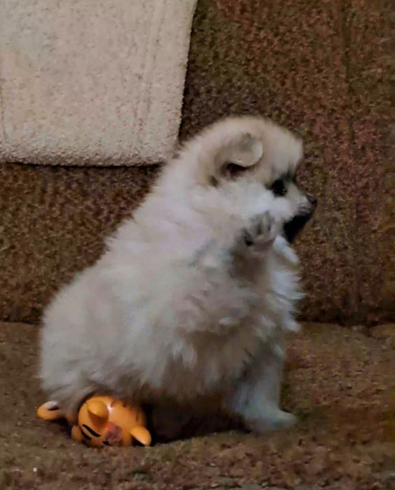 Кремовый мальчик