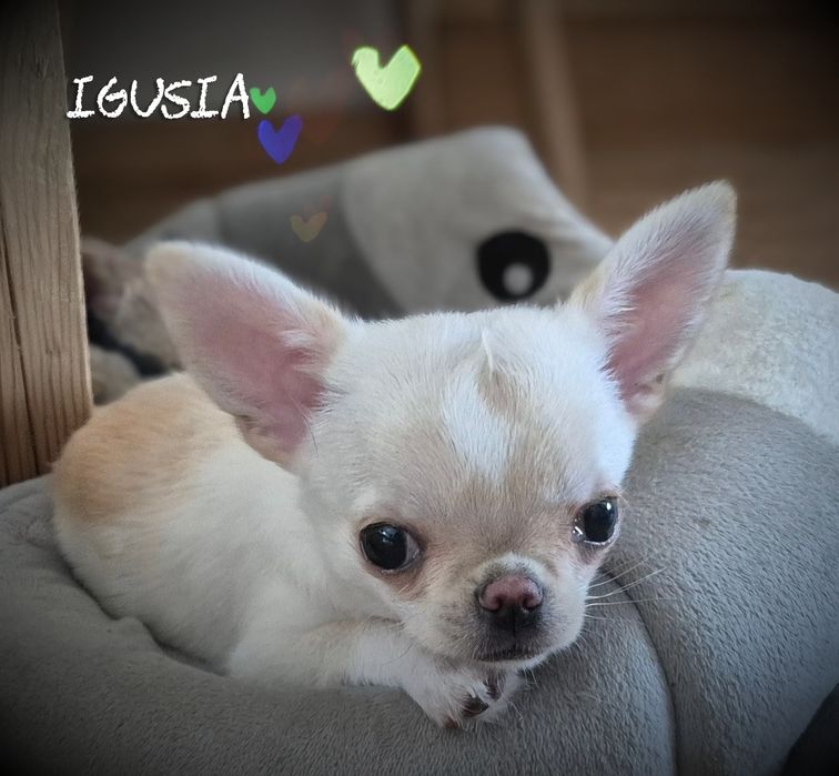 Chihuahua Igusia XS IDEALNA