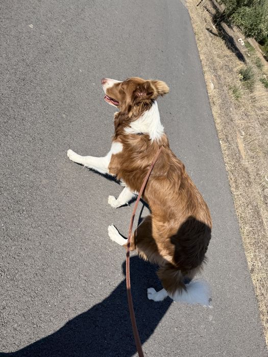 Border collie macho procura namorada