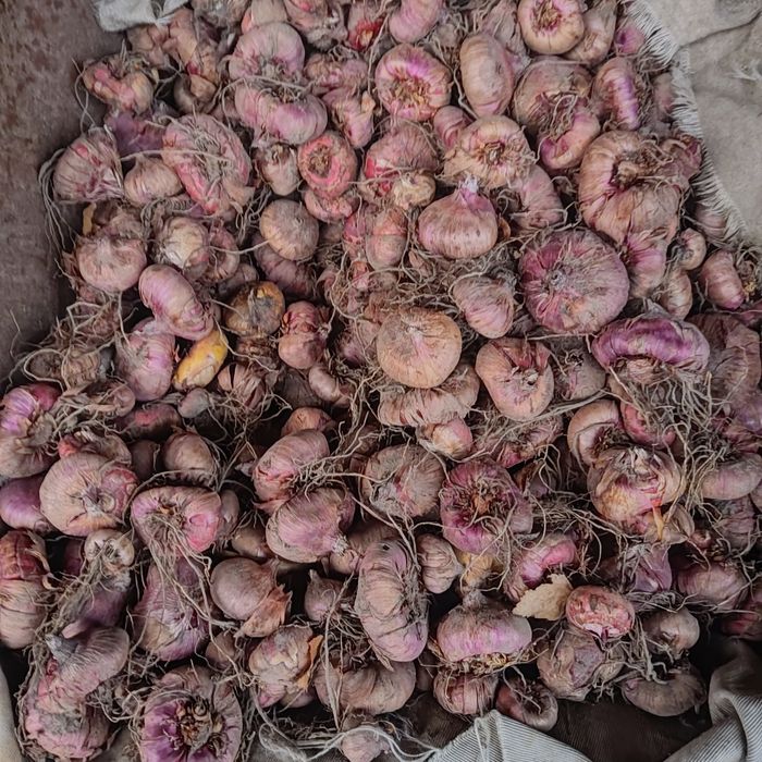 Великі цибулини гладіолусів