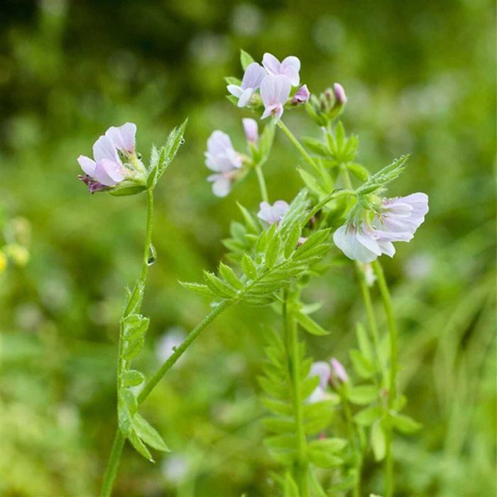 Seradela poplon 1kg