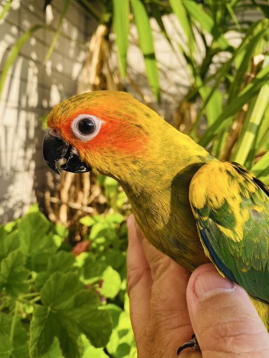 Aratinga do sol domesticado grande oportunidade.