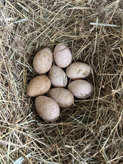 Ovos galados de peruas pretas e royal