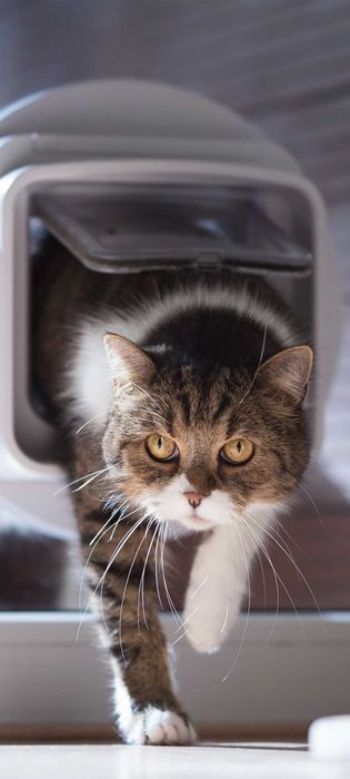 Наповнювач для туалету котів та гризунів