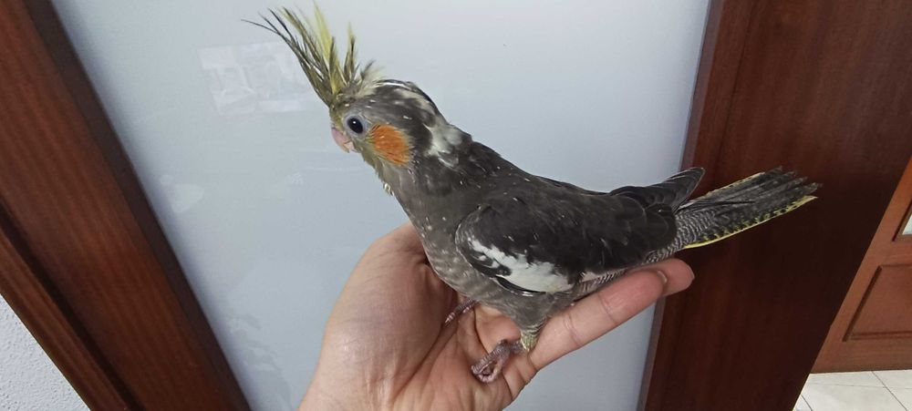 Aves para acabar de criar a mão, adultos ou domesticados.